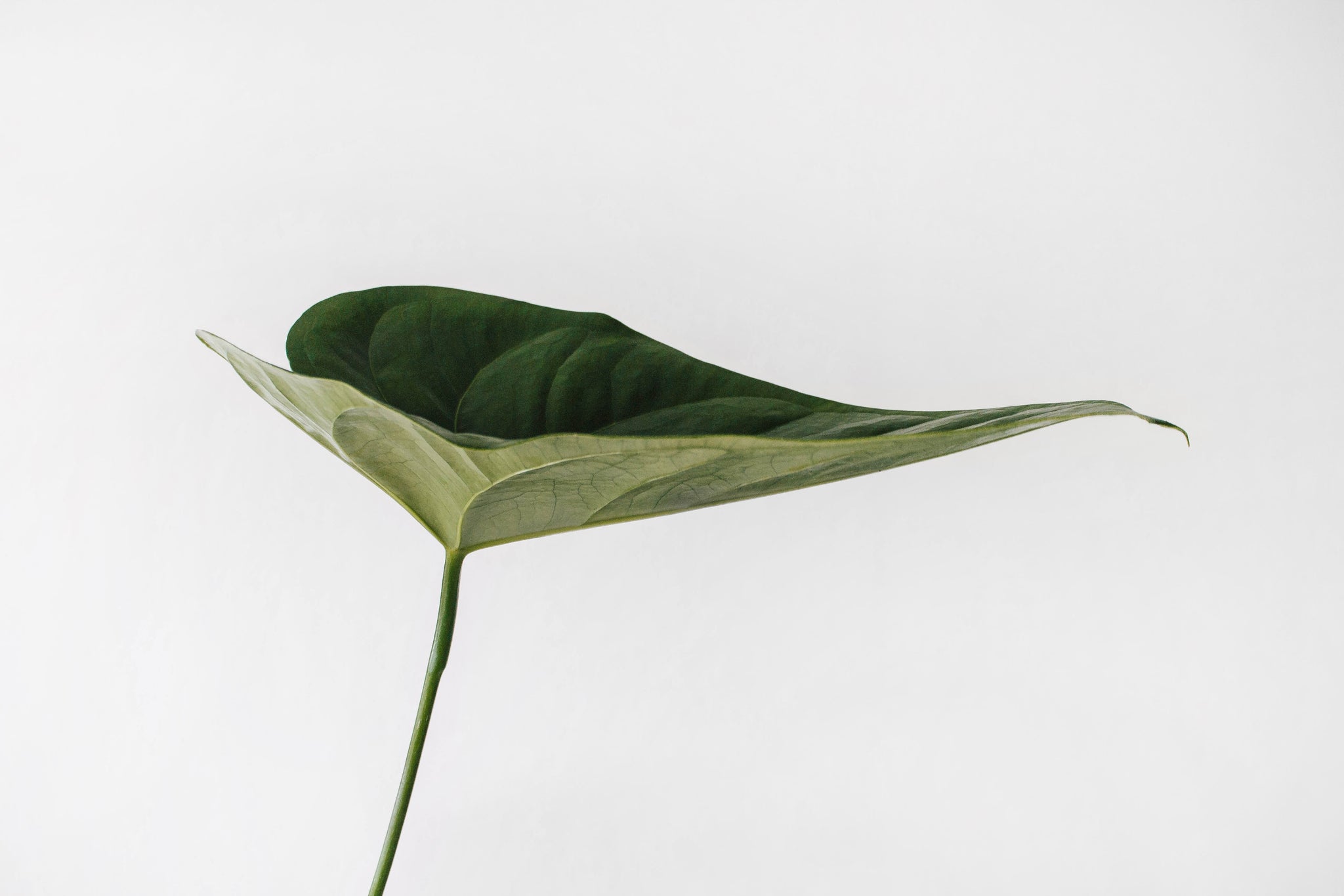 How Do I Teach My Kids About Sustainability?