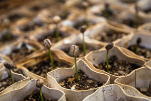 3 Ways to Love Our Earth from Home